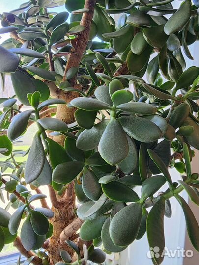 Толстянка, денежное дерево