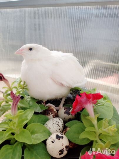 Перепела, инкубационное яйцо