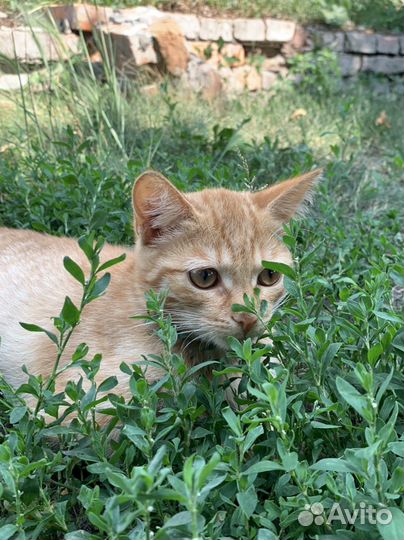 Кошечка в добрые руки)
