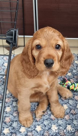 Щенки Английского Кокер спаниеля