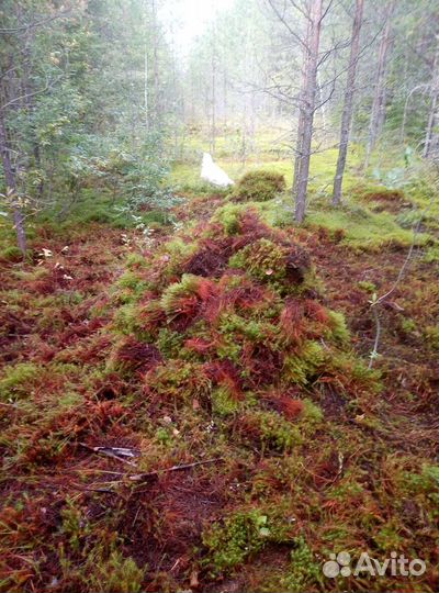 Мох строительный