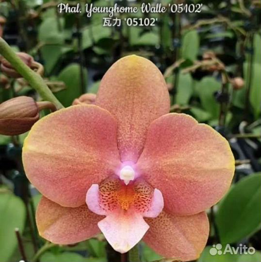 Орхидея Биг лип