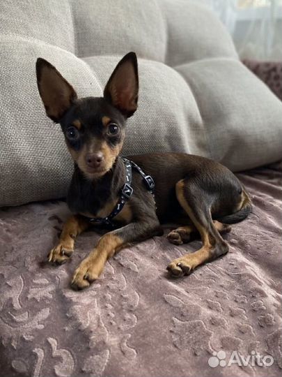 Русский Той вязка- бесплатно