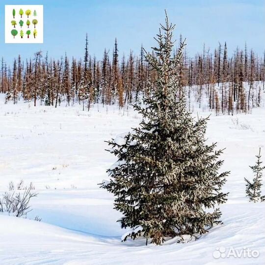 Саженцы ели опт