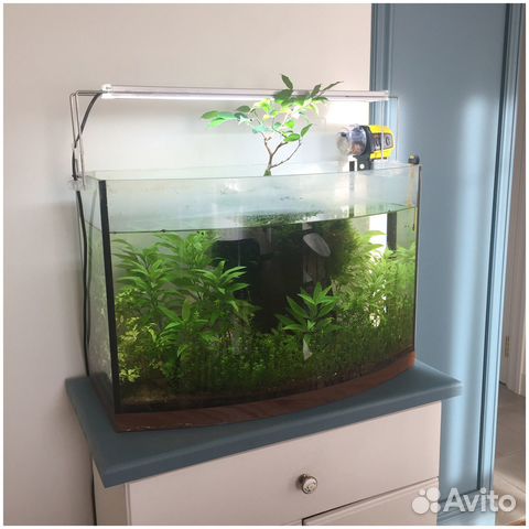 Аквариум телевизор 55 литров с оборудованием