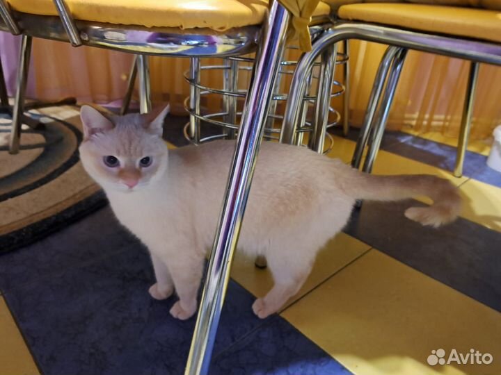 Котята в добрые руки бесплатно