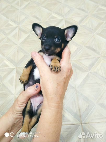 Мини той-терьер щенки