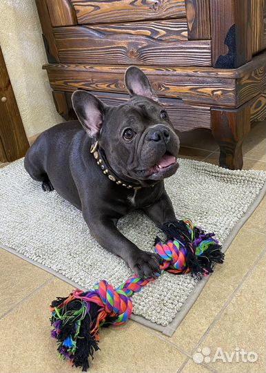 Французский бульдог голубой вязка