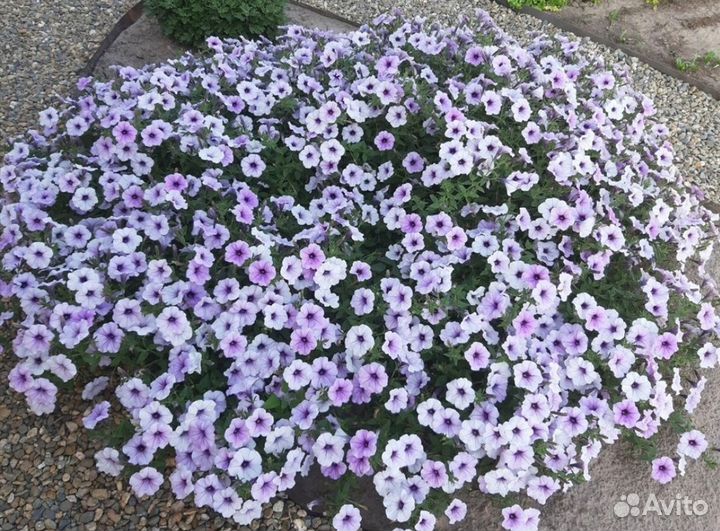 Вегетативная петуния