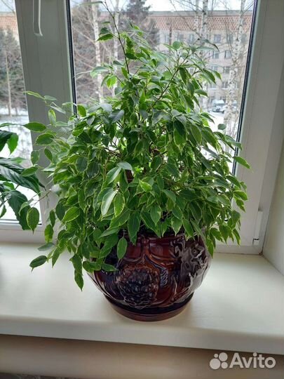 Фикус, Крассула (денежное дерево), Кактус