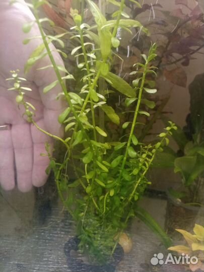 Аквариумные растения