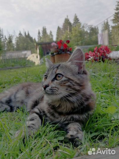 Кошечка в добрые руки