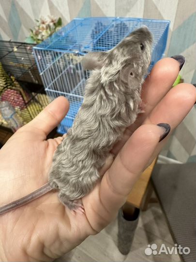 Мыши декоративные кудрявые (тексель)