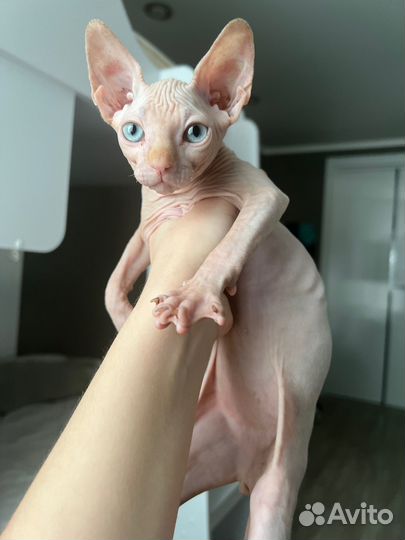 Канадский сфинкс котенок