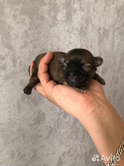 Щенки чихуахуа