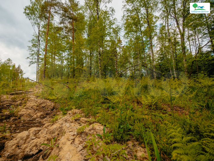 Участок 6 сот. (СНТ, ДНП)