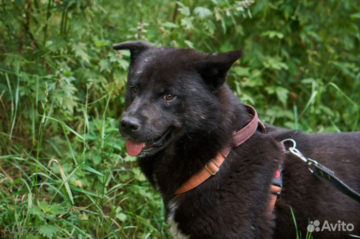 Собака в добрые руки. Трюфель ищет дом
