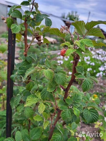 Саженцы малины, сорт 