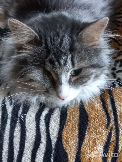 Отдам в добрые руки кошку