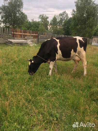 Корова дойная