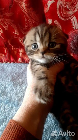 Шотландский вислоухий котик