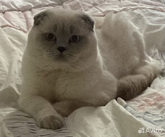 Шотландский вислоухий кот вязка