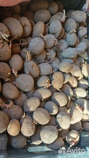 Семенной картофель