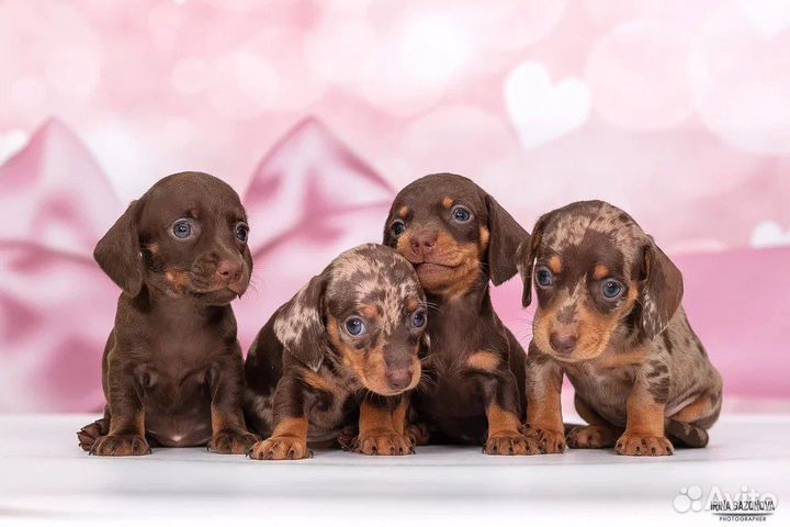 Миниатюрная мраморная такса