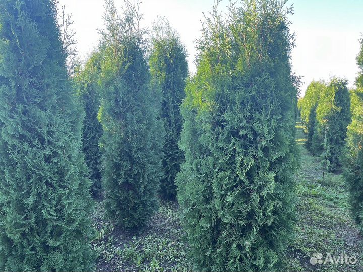 Туя свежей копки 270см