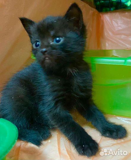 Котята ищут дом