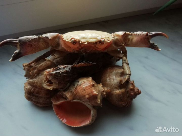 Фигурки из ракушек (с юга)