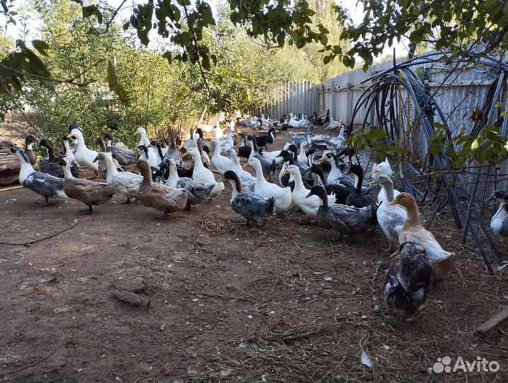 Утки башкирские