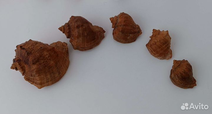 Набор ракушек Ракушница