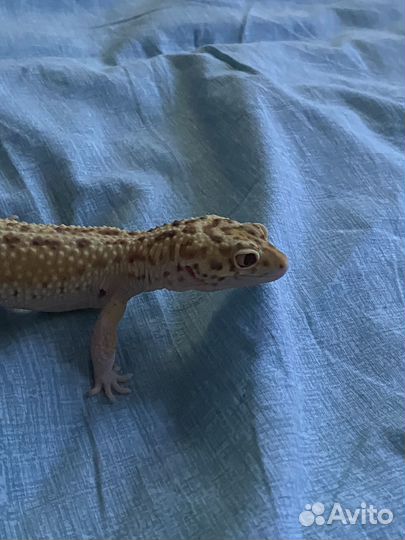 Эублефар самка 2019 W/Y BA Eclipse Snake eyes