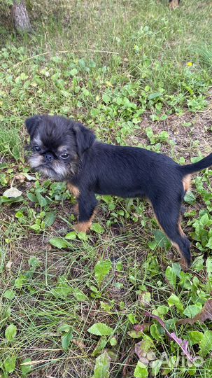 Гриффончики