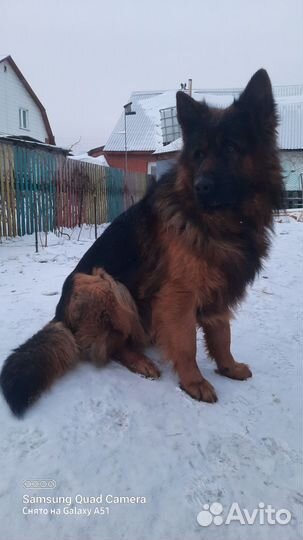 Кобель Вязка