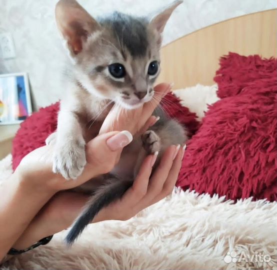 Элитные чистокровные абиссинские котята
