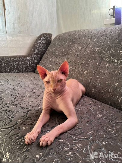 Канадский сфинкс