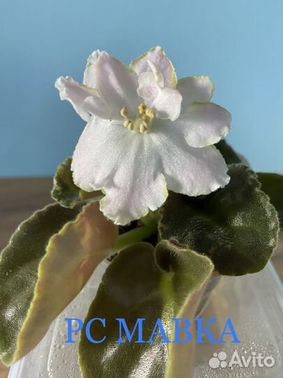 Детки сортовых фиалок