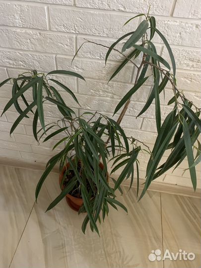 Фикус. Сорт Али