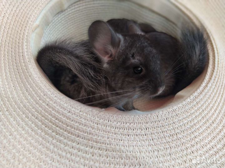 Шиншилла малыши