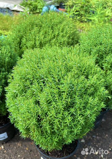 Туя Смарагд, Даника/Рейнголд/Филиформис/Мики