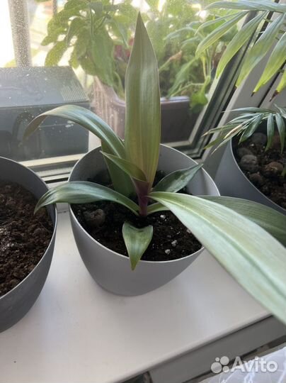 Комнатные цветы