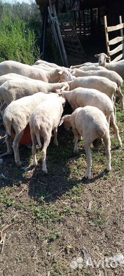 Овцы бараны ягнята