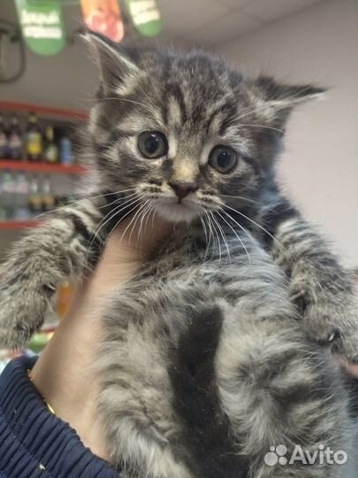 Кошечка