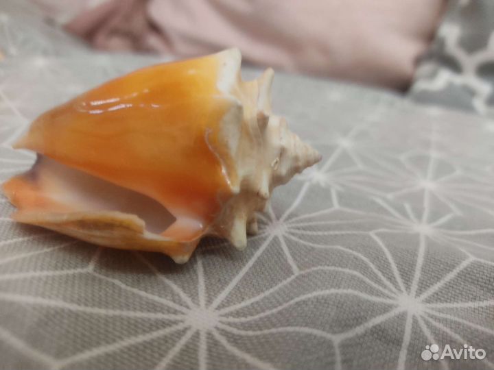 Морские ракушки