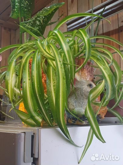 Хлорофитум кучерявый