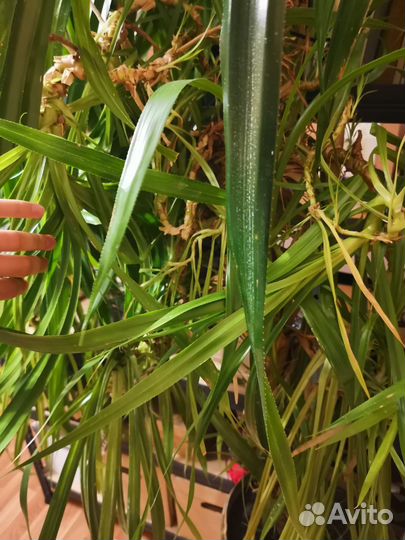 Пальма винтовая панданус 1.5 м большое растение
