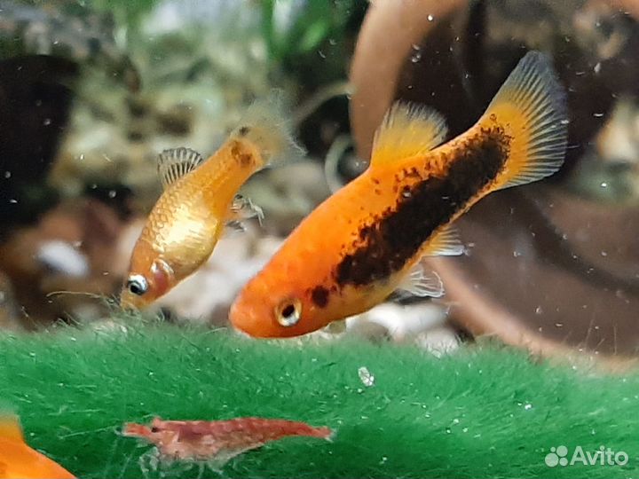 Креветки, пецилии, моллинезии