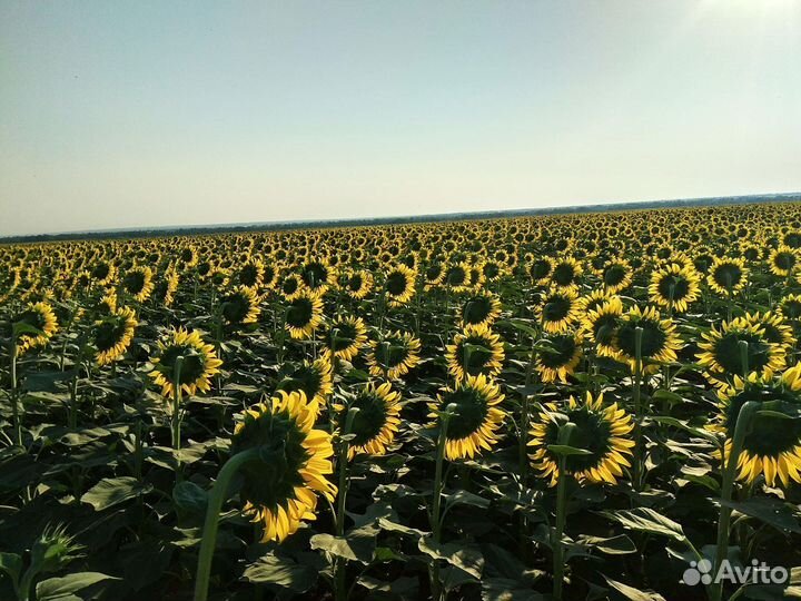 Мед подсолнечник опт